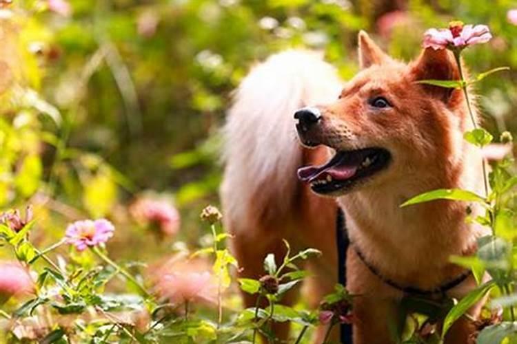 梦见死去的奶奶还活着在家里