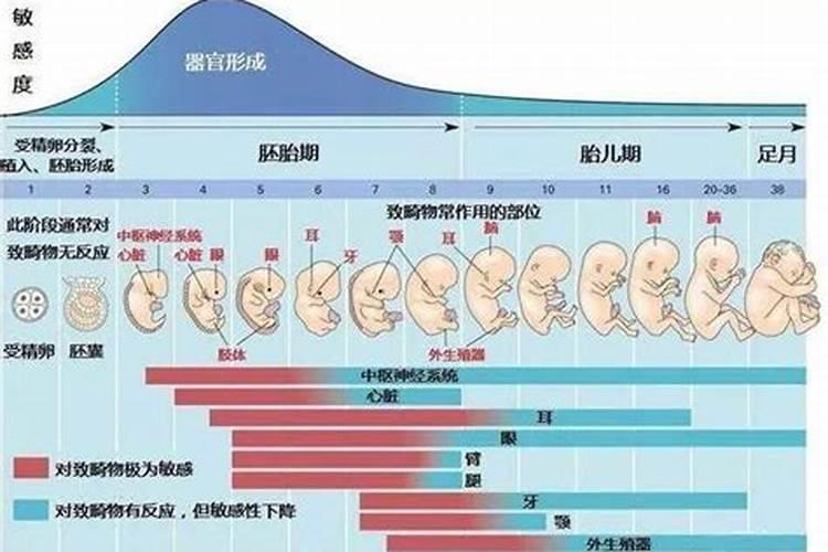 今年犯太岁的5个生肖有哪些