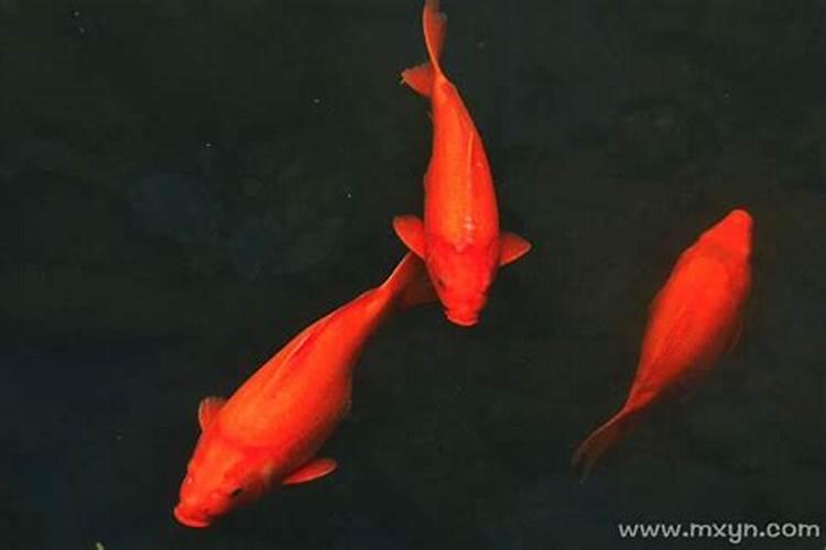 梦见好多红色的鲤鱼在水中游