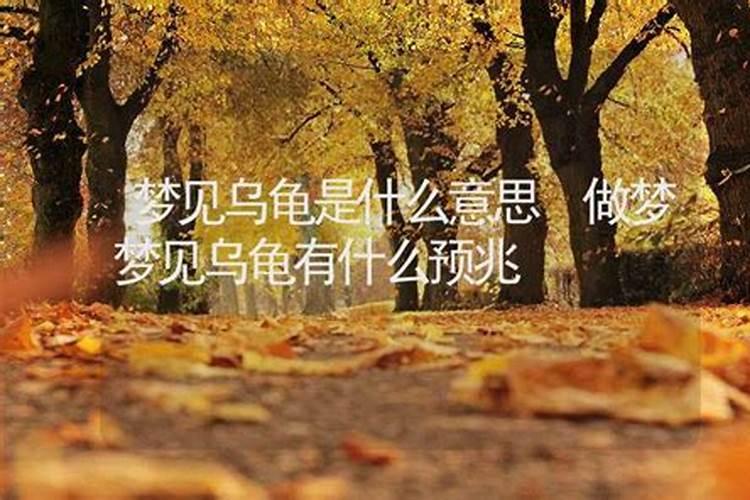 做梦梦见王八是什么意思