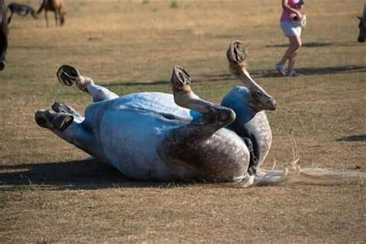 梦见马淹死了后面又活了