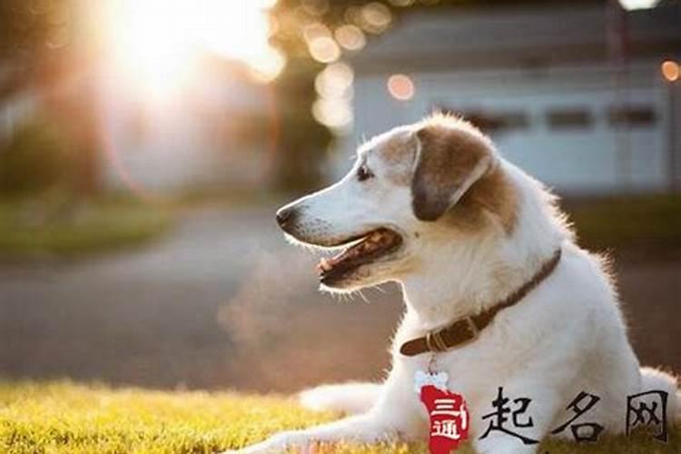 2024年犯太岁带什么意思