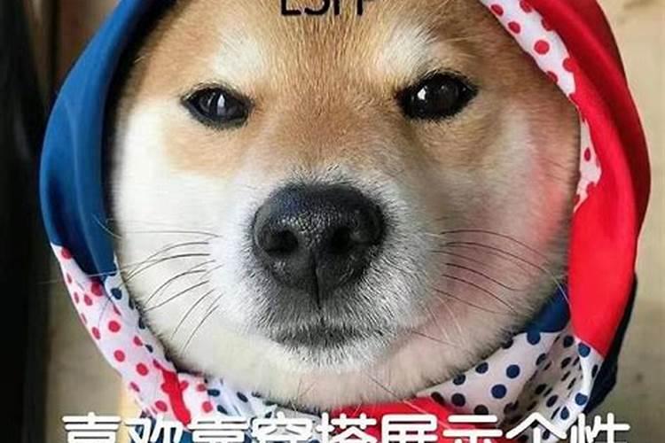 猴年2023属什么生肖运势