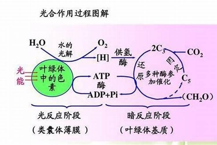 女孩子做梦梦到蛇代表什么