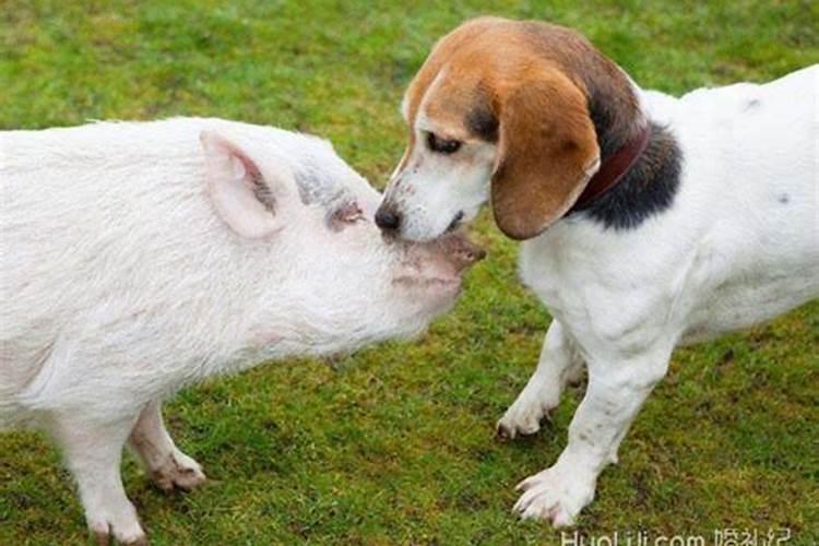 猪和狗相配吗婚姻