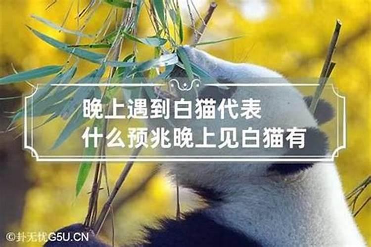 梦见黑猫到家什么意思呀周公解梦梦见蛇