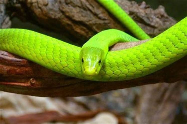 梦见三条不同颜色的蛇是什么预兆