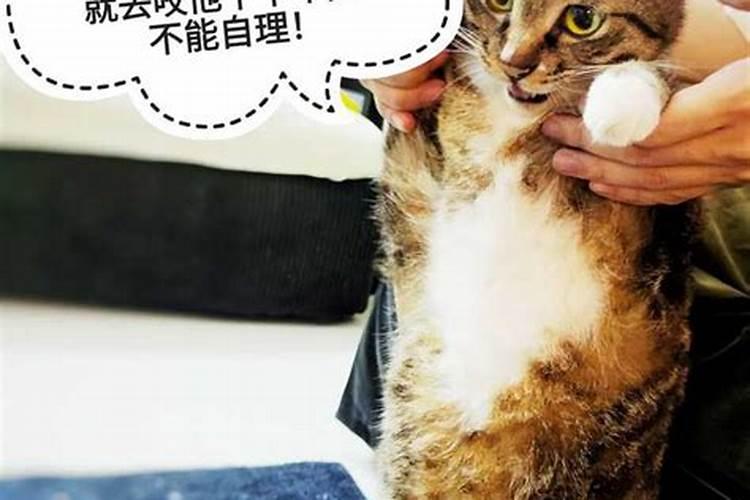 梦到朋友说他家猫死了