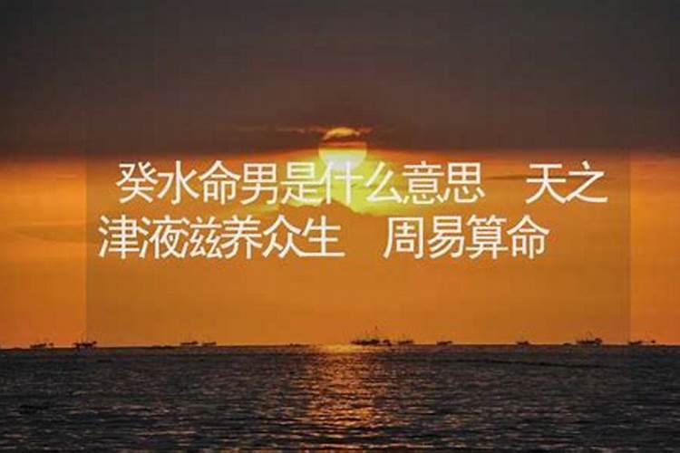 测八字养什么宠物好