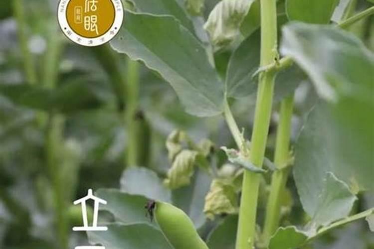 北方夏至种什么菜蔬菜最合适