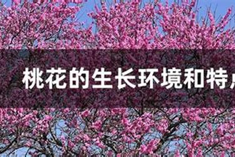 梦见荸荠是什么意思