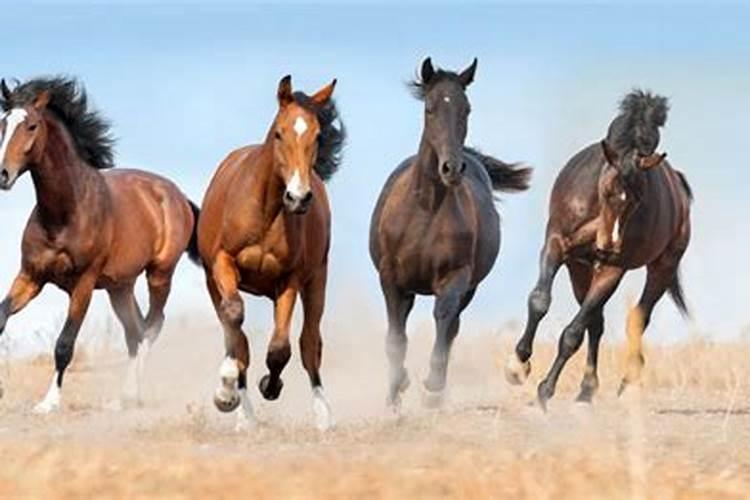 梦见很多马在马厩里奔跑什么意思