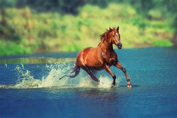 梦见很多马在水里跑