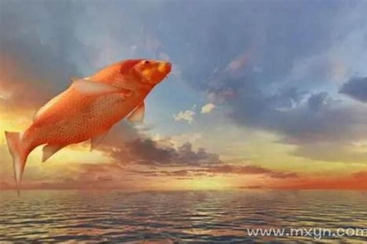 梦见红色鲤鱼跳到自己身上