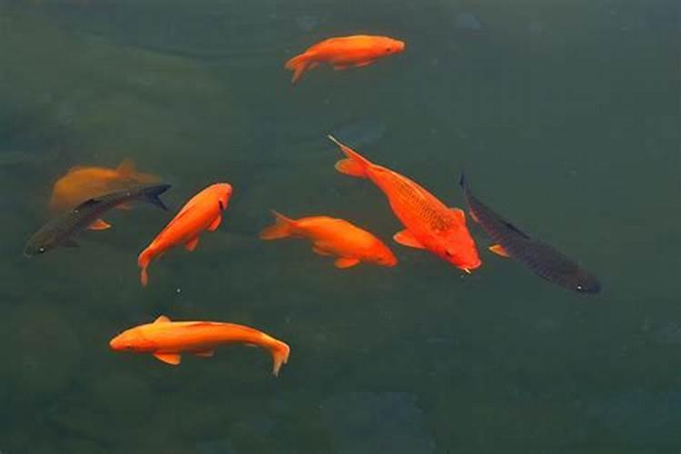 梦见红色鲤鱼从天上跳下来
