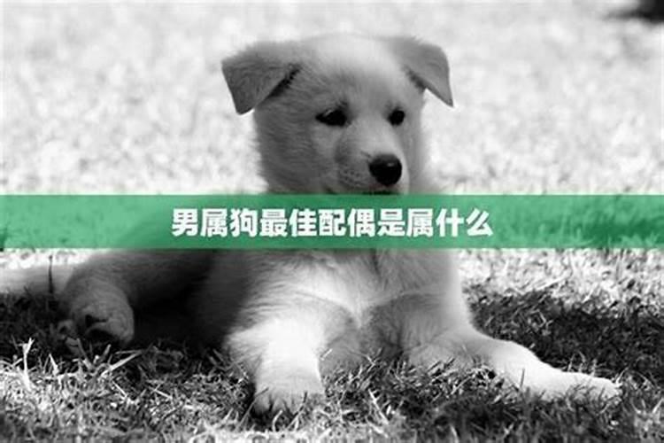 狗能和什么属相婚配