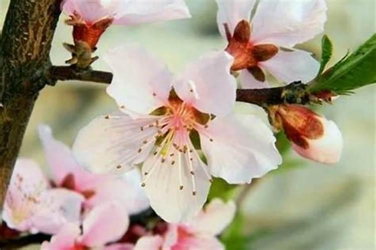 大年财神节是哪一天几月几日