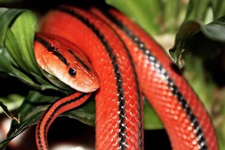 梦见红色的蛇有什么寓意吗