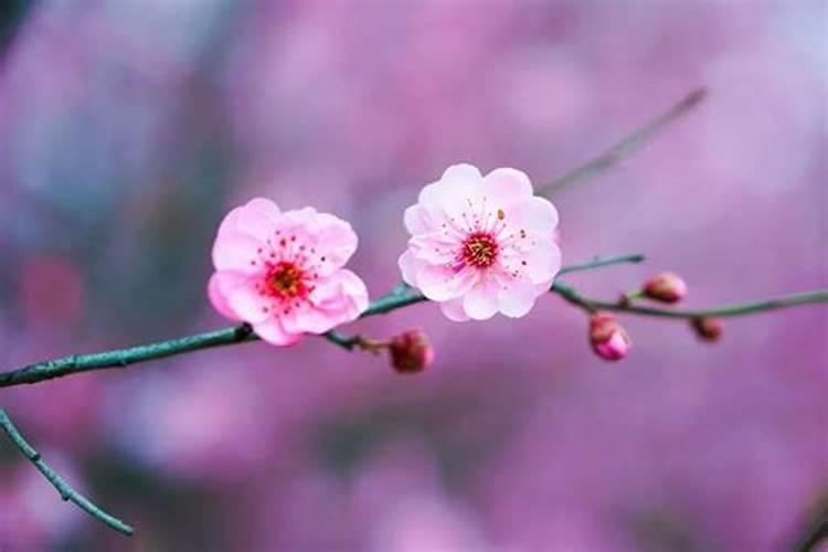 犯桃花劫桃花煞怎么办