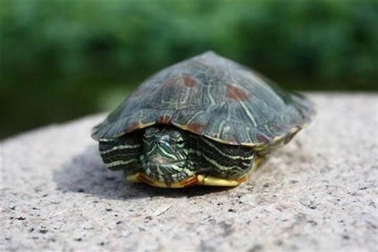 梦见石头乌龟是什么预兆吗
