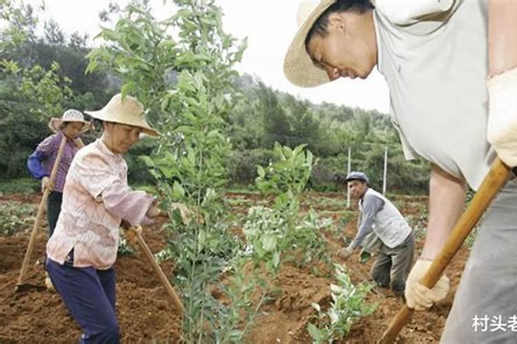 清明节植树节是几月几日